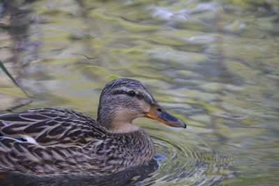 Duck swimming in lake