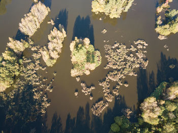 High angle view of flowering plants and trees against sky