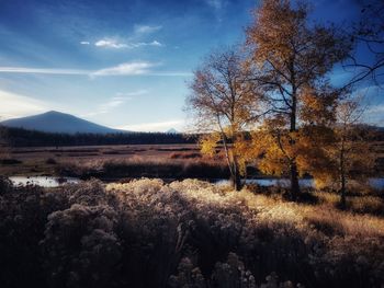 Trees on field against sky during autumn