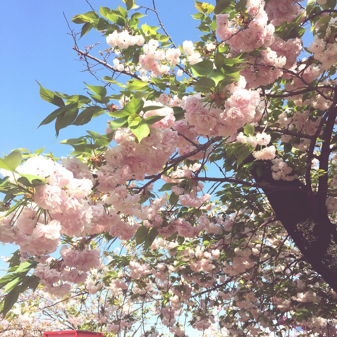 growth, tree, freshness, low angle view, nature, beauty in nature, flower, pink color, sunlight, day, outdoors, no people, sky, branch, close-up, fragility