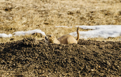 Prairie dog on field