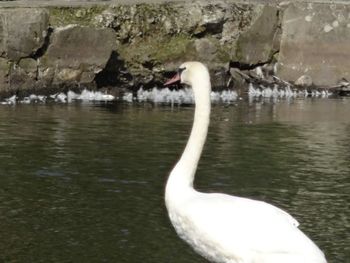 Close-up of swan in lake