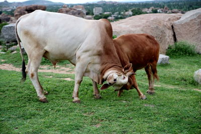 Sheep grazing on grassy field