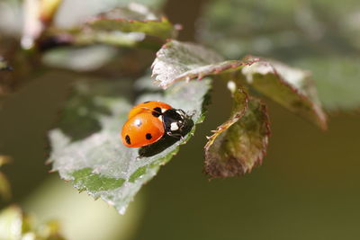 Close-up of ladybug on leaf