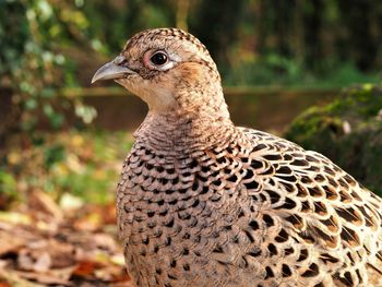 Closeup portrait of a female pheasant, phasianus colchicus, in a garden