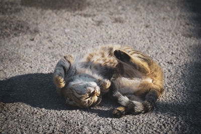 Kitten enjoy the sunny rays