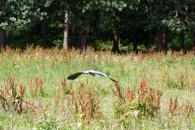 Heron flying over field