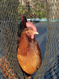 Close-up of rooster on tree trunk