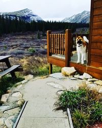 Dog on snow covered mountain against sky