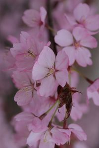 Close-up of insect on pink cherry blossom