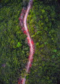 High angle view of road amidst trees