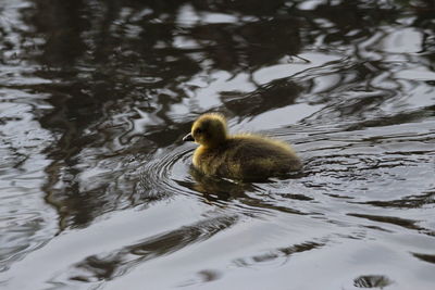 Bird in a lake