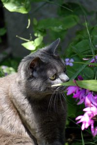 Close-up of a cat looking away