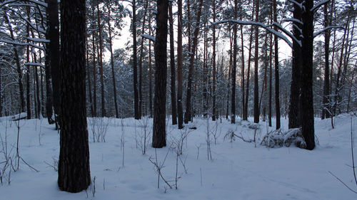 Trees in snow covered forest