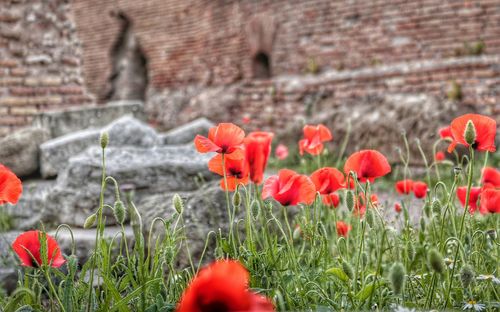 Close-up of red poppy blooming in field