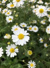 Close-up of white daisy flowers