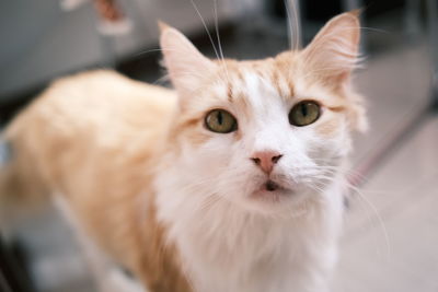 Close-up portrait of cat