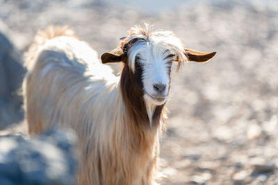 Portrait of a horse