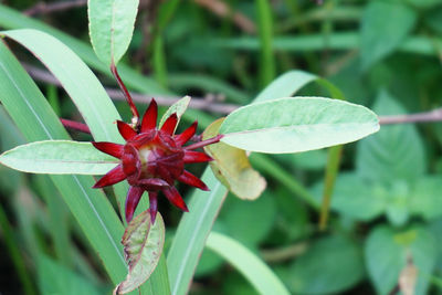 Close-up of red flowering plant