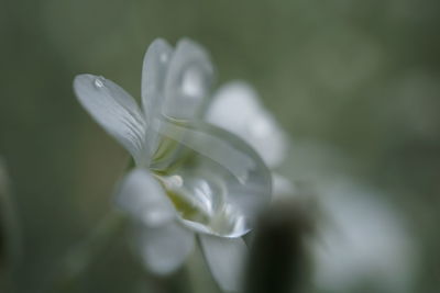 Close-up of white flower blooming outdoors