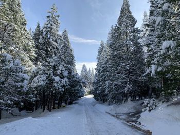 Snow covered road amidst trees against sky