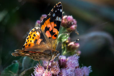 Close-up of butterfly on purple flower