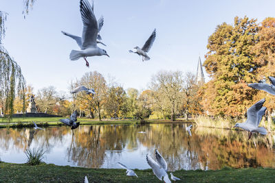 Birds flying over lake