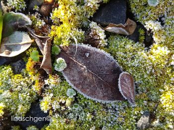 leaf