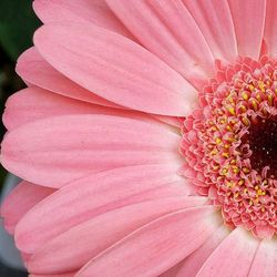 Close-up of pink flower