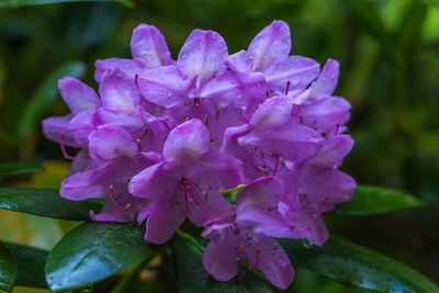 Close-up of flowers against blurred background