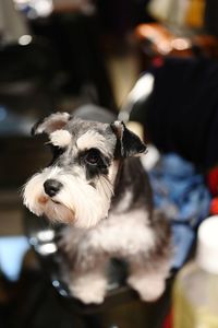 Close-up portrait of dog