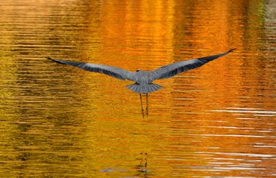 Close-up of bird flying over lake