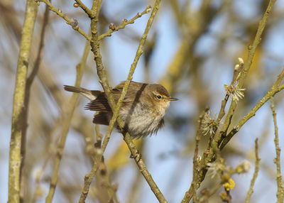 Close-up of bird perching on branch