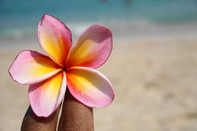 Close-up of pink frangipani