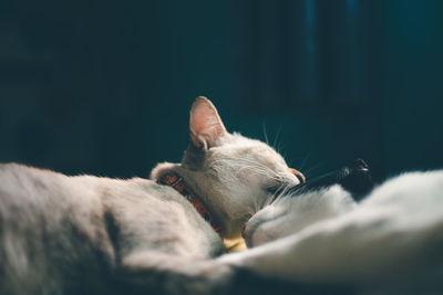 Close-up of cat sleeping