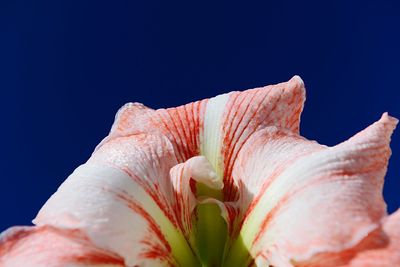 Close-up of blue flower against clear sky