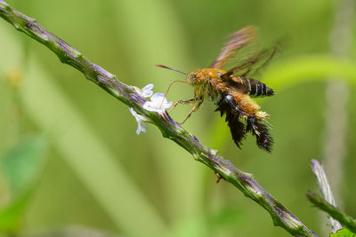 Close-up of bee pollinating flower