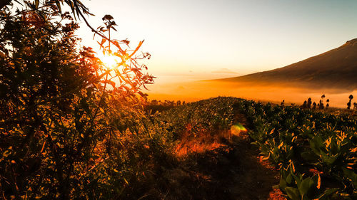 Scenic view of field against sky during sunset