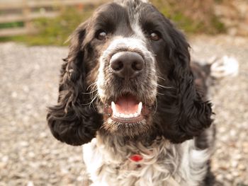 Close-up portrait of a dog