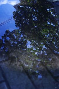 Trees against sky