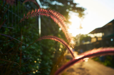 Close-up of plant against sky