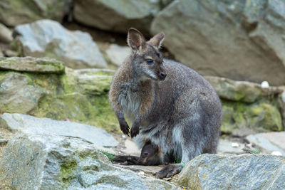 Close-up of rabbit on rock