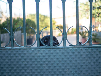 View of dog seen through metal fence