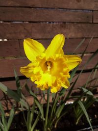 Close-up of yellow daffodil flower