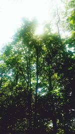 Low angle view of trees