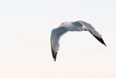 Low angle view of seagull flying