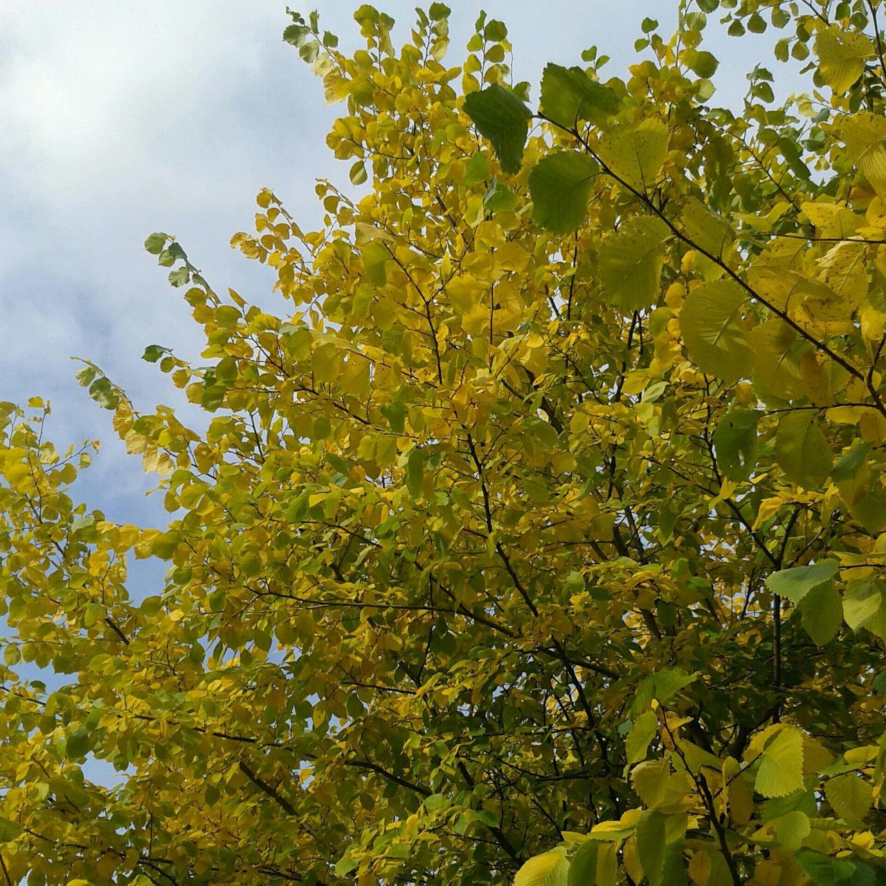 tree, branch, growth, low angle view, yellow, leaf, sky, nature, beauty in nature, green color, tranquility, day, outdoors, no people, autumn, freshness, cloud - sky, lush foliage, scenics, season