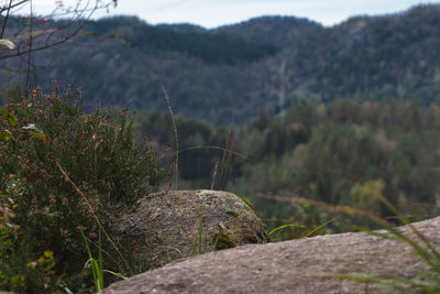 Close-up of rock on land