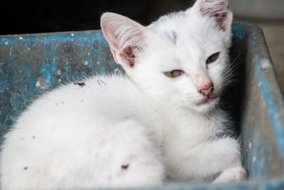 Close-up of cat