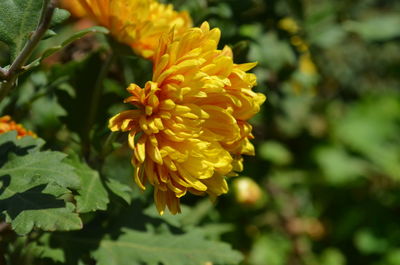 Close-up of yellow flowers blooming outdoors